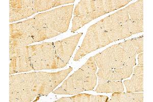 ABIN7094264 and ABIN7098311 at 1/100 staining Mouse muscle tissue by IHC-P. (GNPDA2 antibody  (N-Term))