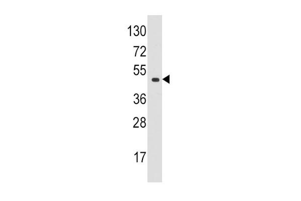 EIF4A1 antibody  (N-Term)