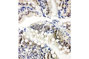 Anti-NRF1 antibody, IHC(P) IHC(P): Rat Intestine Tissue