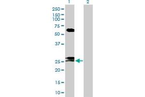 Western Blot analysis of FAM3B expression in transfected 293T cell line by FAM3B MaxPab polyclonal antibody. (FAM3B antibody  (AA 1-235))