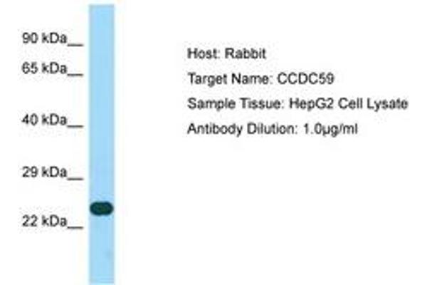 CCDC59 antibody  (AA 132-181)