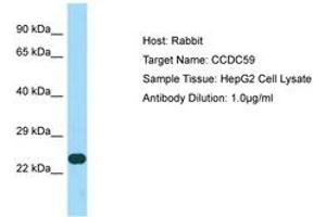 Image no. 1 for anti-Coiled-Coil Domain Containing 59 (CCDC59) (AA 132-181) antibody (ABIN6750166)
