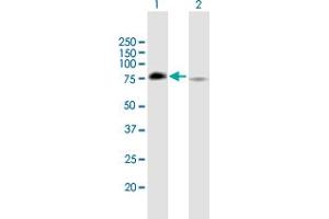 Western Blot analysis of GRHL2 expression in transfected 293T cell line by GRHL2 MaxPab polyclonal antibody. (GRHL2 antibody  (AA 1-625))