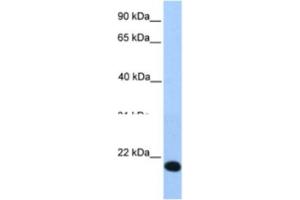 Western Blotting (WB) image for anti-Helt BHLH Transcription Factor (HELT) antibody (ABIN2463334) (HELT antibody)