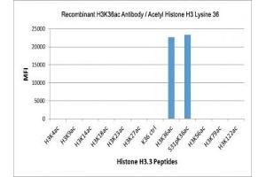 The recombinant H3K36ac antibody specifically reacts to Histone H3 acetylated at Lysine 36 (K36ac) and is not affected by the phosphorylation of neighboring Ser31. (Recombinant Histone 3 antibody  (acLys36))