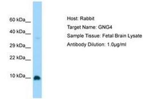 Image no. 1 for anti-G Protein gamma 4 (GNG4) (C-Term) antibody (ABIN6750183)