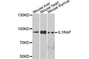 Western blot analysis of extracts of various cells, using IL1RAP antibody.