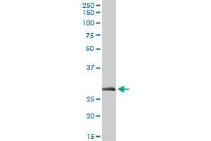 ELA3A MaxPab rabbit polyclonal antibody. (Elastase 3A antibody  (AA 1-270))