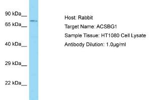 Host: Rabbit Target Name: ACSBG1 Sample Type: HT1080 Whole Cell lysates Antibody Dilution: 1. (ACSBG1 antibody  (N-Term))