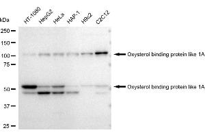 Western blotting analysis using Oxysterol binding protein like 1A antibody (ABIN7799716).