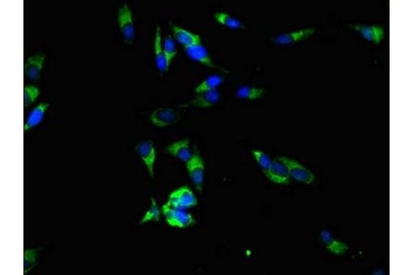 RPE antibody  (AA 2-228)