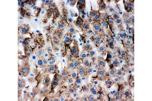 IHC-P: ZO-3 antibody testing of mouse liver tissue (TJP3 antibody  (C-Term))