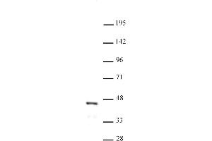 FOXL2 antibody (pAb) tested by Western blot. (FOXL2 antibody  (N-Term))