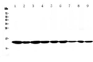 Western blot analysis of Cytochrome C using anti-Cytochrome C antibody . (Cytochrome C antibody  (AA 2-105))