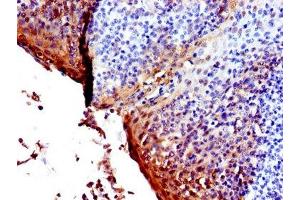 IHC image of ABIN7142099 diluted at 1:600 and staining in paraffin-embedded human tonsil tissue performed on a Leica BondTM system. (14-3-3 sigma/SFN antibody  (AA 1-248))