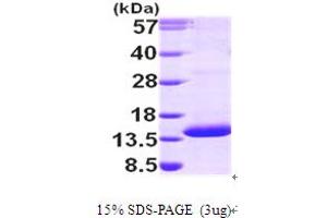 SDS-PAGE (SDS) image for Proteasome (Prosome, Macropain) Assembly Chaperone 3 (PSMG3) (AA 1-122) protein (His tag) (ABIN7279182) (PSMG3 Protein (AA 1-122) (His tag))