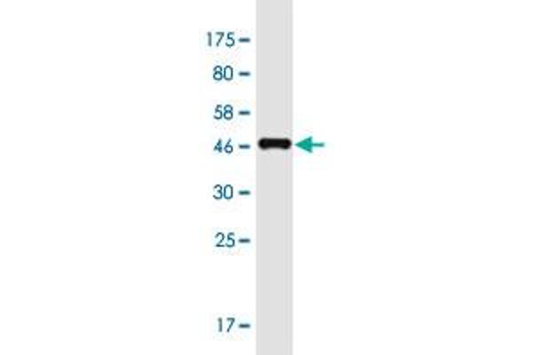 DACT1 antibody  (AA 738-836)