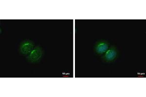 ICC/IF Image PCOLCE2 antibody detects PCOLCE2 protein at cytoplasm by immunofluorescent analysis. (PCOLCE2 antibody)