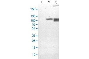 Western blot analysis of Lane 1: NIH-3T3 cell lysate (Mouse embryonic fibroblast cells), Lane 2: NBT-II cell lysate (Rat Wistar bladder tumour cells), Lane 3: PC12 cell lysate (Pheochromocytoma of rat adrenal medulla) with RAP1GAP polyclonal antibody .
