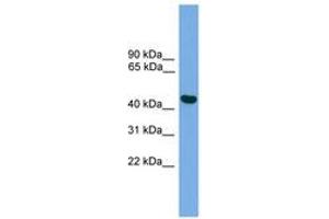 Image no. 1 for anti-BRF2, Subunit of RNA Polymerase III Transcription Initiation Factor, BRF1-Like (BRF2) (C-Term) antibody (ABIN6744886) (BRF2 antibody  (C-Term))