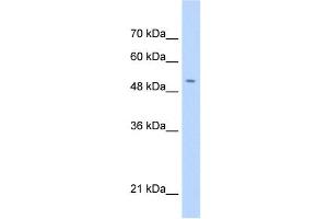 C11ORF24 antibody used at 0. (C11orf24 antibody  (N-Term))