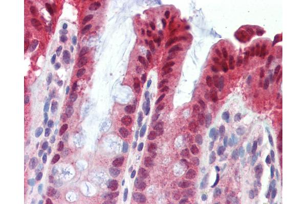 NR1I3 antibody  (AA 180-229)