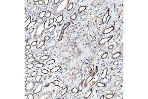 IHC analysis of Milk Fat Globule 1/MFGE8 using anti-Milk Fat Globule 1/MFGE8 antibody (ABIN7600829). (MFGE8 antibody  (AA 24-387))