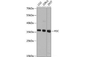 Western blot analysis of extracts of various cell lines using PDC Polyclonal Antibody at dilution of 1:1000.