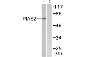 Western Blotting (WB) image for anti-Protein Inhibitor of Activated STAT, 2 (PIAS2) (N-Term) antibody (ABIN1848834) (PIAS2 antibody  (N-Term))