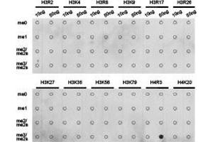 Dot-blot analysis of all sorts of methylation peptidesusing H4R3me2s antibody. (Histone 3 antibody  (2meArg3))