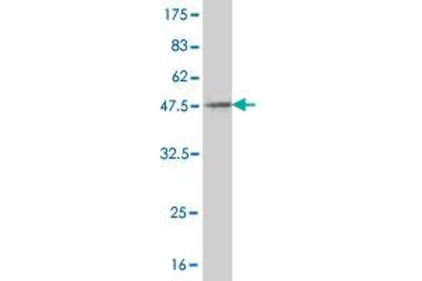 SSBP1 antibody  (AA 1-148)