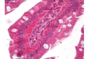 Anti-PTGER3 / EP3 antibody IHC of human small intestine. (PTGER3 antibody)