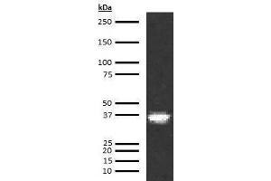 Western Blotting (WB) image for anti-Coagulation Factor III (thromboplastin, Tissue Factor) (F3) antibody (ABIN613833) (Tissue factor antibody)