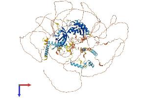 PER2 Protein (AA 1-1257) (His tag)