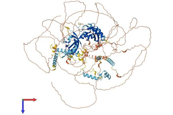 PER2 Protein (AA 1-1257) (His tag)