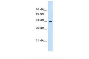 Image no. 1 for anti-Eukaryotic Translation Elongation Factor 1 gamma (EEF1G) (AA 21-70) antibody (ABIN321390) (EEF1G antibody  (AA 21-70))
