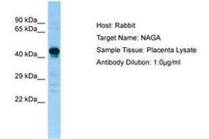 Image no. 1 for anti-N-Acetylgalactosaminidase, alpha (NAGA) (AA 158-207) antibody (ABIN6749968) (NAGA antibody  (AA 158-207))