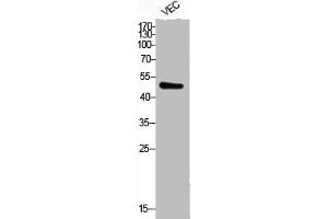 Western Blot analysis of VEC cells using Phospho-ATF-2 (T71) Polyclonal Antibody (ATF2 antibody  (pThr71))