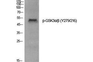 Western Blot (WB) analysis of specific cells using Phospho-GSK3alpha/beta (Y279/216) Polyclonal Antibody. (GSK3 alpha/beta antibody  (pTyr216, pTyr279))