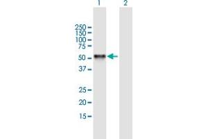 Western Blot analysis of RING1 expression in transfected 293T cell line by RING1 MaxPab polyclonal antibody. (RING1 antibody  (AA 1-377))