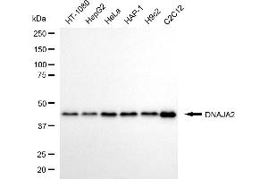 Western blotting analysis using DNAJA2 antibody (ABIN7798371).