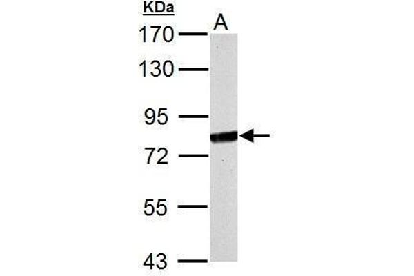 MX1 antibody  (Internal Region)