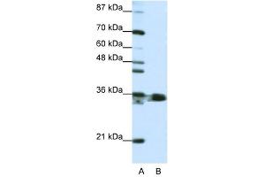 HNRPA1 antibody used at 1. (HNRNPA1 antibody  (N-Term))