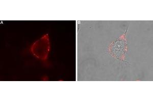 Immunocytochemistry (ICC) image for anti-Neuroligin 1 (NLGN1) (AA 648-661), (Extracellular) antibody (ABIN7043361)