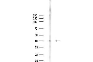 Western blot analysis of lysates from Mouse liver, using KC Antibody at 1/1000 dilution.