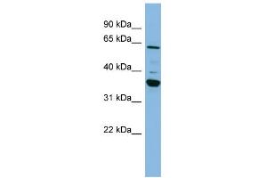 WB Suggested Anti-CYP3A7 Antibody Titration:  0. (CYP3A7 antibody  (Middle Region))