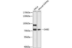Western blot analysis of extracts of various cell lines, using G antibody (ABIN6130411, ABIN6140869, ABIN6140871 and ABIN6216916) at 1:3000 dilution. (GAB2 antibody  (AA 377-676))