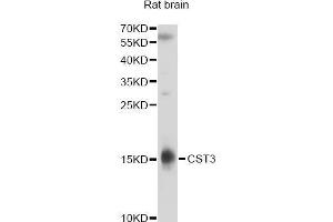 Western blot analysis of extracts of rat brain, using CST3 antibody (ABIN5970742) at 1/1000 dilution. (CST3 antibody)