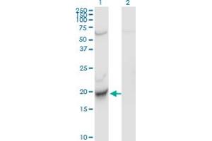 CENPM antibody  (AA 1-180)