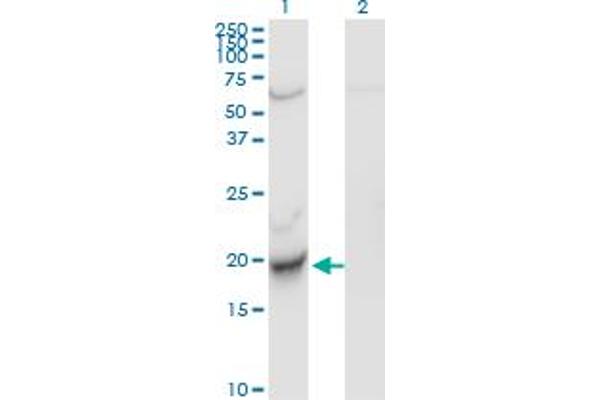 CENPM antibody  (AA 1-180)